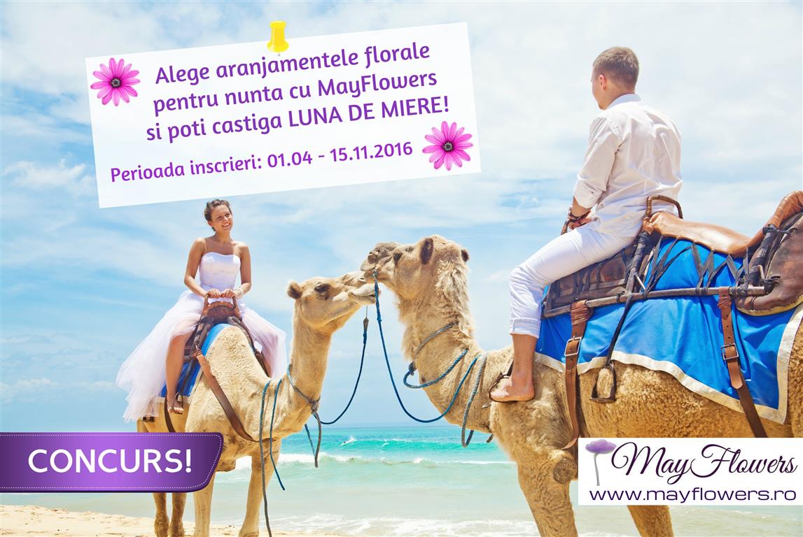 concurs mayflowers